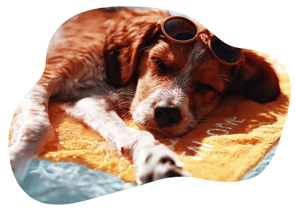 hund, sonnenschutz, sonnenbrille, flauschiges decken, tierdecke
